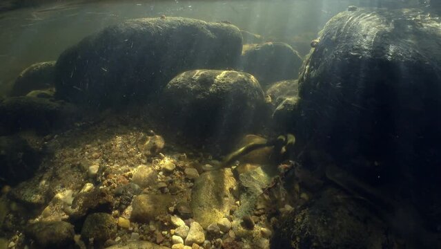 Underwater footage of Brook lamprey (Lampetra planeri) in a shallow creek preparing the place for spawning. Estonia.