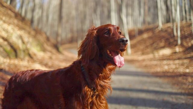 Autumn portrait dog breed Irish setter in sunshine gold color forest. FullHD footage