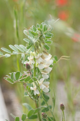 White flower on blurred meadow background. Lathyrus or Peavines, flowering pea plant. Beautiful decorative herbs for garden. Summer and spring wild nature. Vertical, selective soft focus