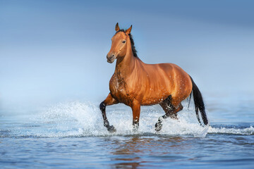 Horse free run in water