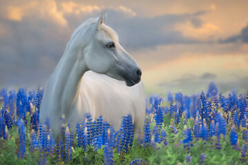 Horse  in blue lupine flowers