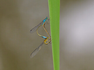 Two common bluetail damselflies resting on a grass