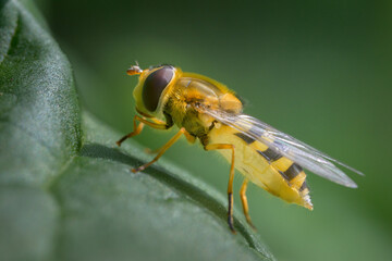 A hoverfly sitting on a green leaf
