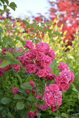 Rose fiorite con acero rosso