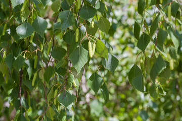 Branches of birch with young leaves and catkins, selective focus