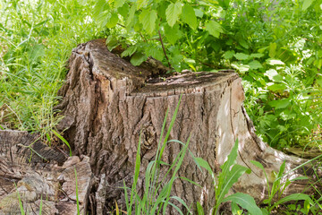 Old cracked stumps of the poplar trees among the grass