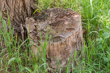 Old cracked stump of the poplar trunk among the grass