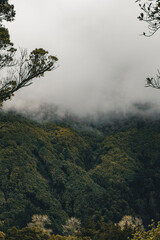 Obraz na płótnie Canvas fog in the mountains - Azores