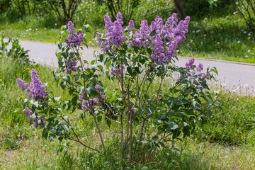 Obraz premium Small bush of flowering purple lilac on the lawn
