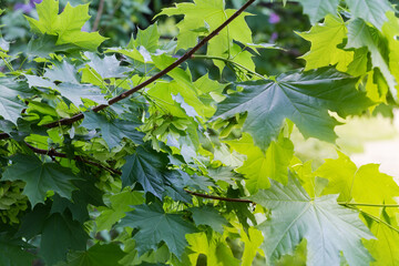 Branch of maple with green leaves and unripe winged seeds