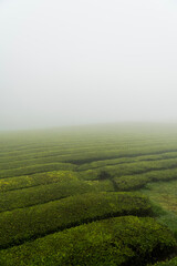 Obraz premium green tea plantation - Azores