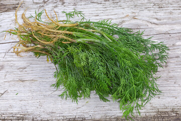 Young dill stems with roots on an old wooden surface