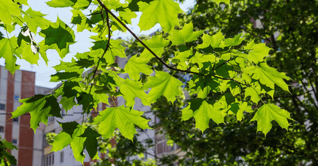 Branch of maple on blurred background of trees and building