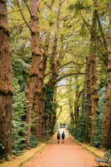 Obraz premium walk in the woods - Terra Nostra Azores