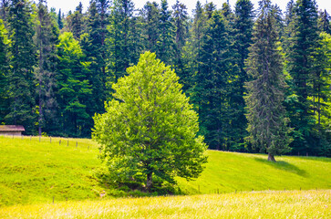 Nature of Bavaria, Bavarian Forests