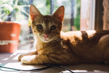 Gatito naranja tumbado en mesa de madera delante de una ventana tomando el sol y jugando