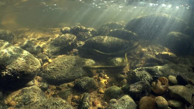Rare underwater footage of Brook lamprey (Lampetra planeri) in the small creek preparing the place for spawning. Estonia.