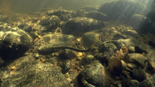 Rare underwater footage of Brook lamprey (Lampetra planeri) in the small river. Beautiful sunlight, Estonia.
