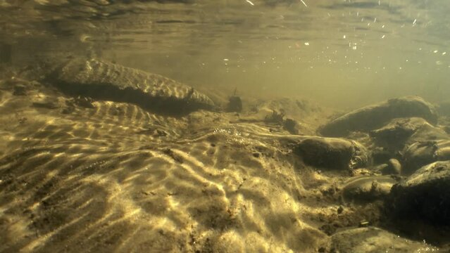 Underwater footage of small creek with Brook lamprey (Lampetra planeri) passing by. Estonia.