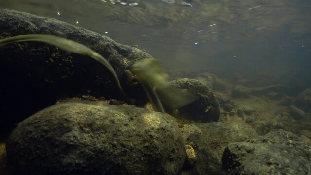 Brook lamprey (Lampetra planeri) in the small river prepares the place for spawning by removing small stones. Underwater footage in natural freshwater habitat.