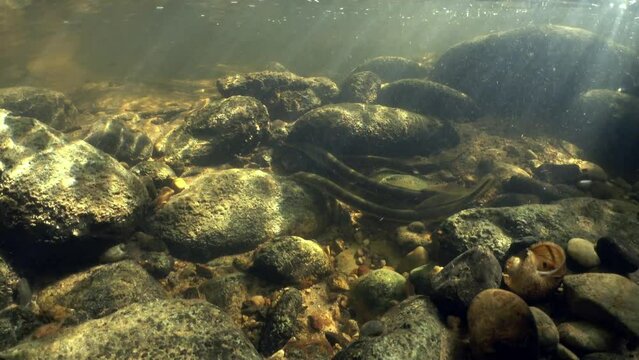 Rare underwater footage of Brook lamprey (Lampetra planeri) in the small creek preparing the place for spawning by removing small stones. Beautiful sunlight, Estonia.