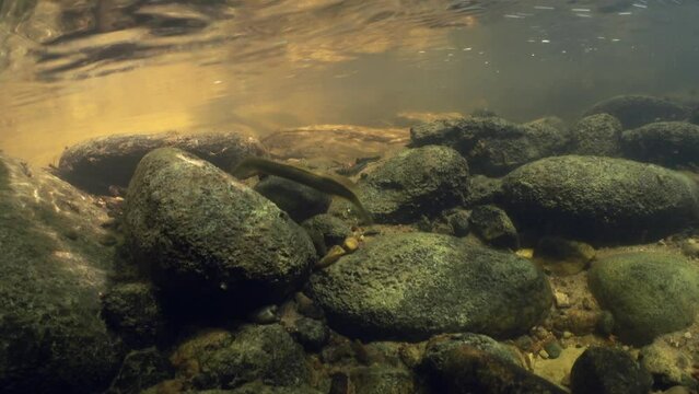 Rare underwater footage of Brook lamprey (Lampetra planeri) in the small creek preparing the place for spawning trying to remove too big stone for him.