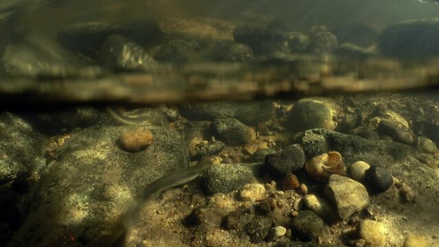 Underwater split footage of Brook lamprey (Lampetra planeri) in the small river. Beautiful sunlight, Estonia.