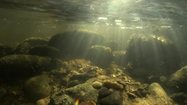 Underwater footage of Brook lamprey (Lampetra planeri) in a shallow creek preparing the place for spawning. Beautiful sunlight, Estonia.