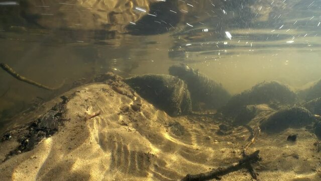 Underwater footage of Brook lamprey (Lampetra planeri) in a shallow creek looking for the place for spawning. Beautiful sunlight, Estonia.