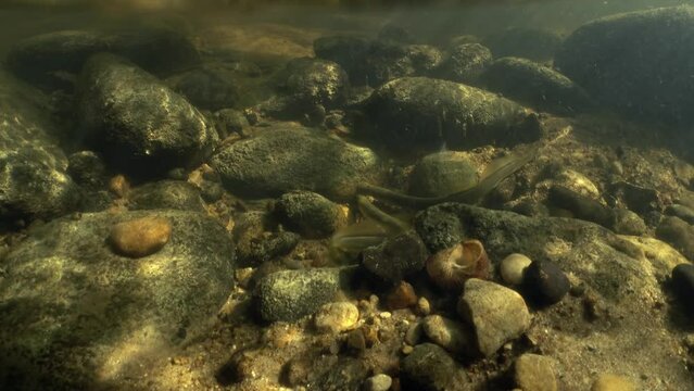 Underwater footage of Brook lamprey (Lampetra planeri) in the small stream. Beautiful sunlight, Estonia.