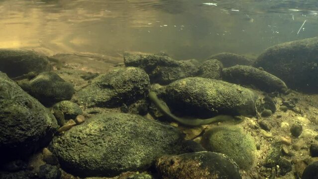 Rare underwater footage of Brook lamprey (Lampetra planeri) in the small river preparing the place for spawning.