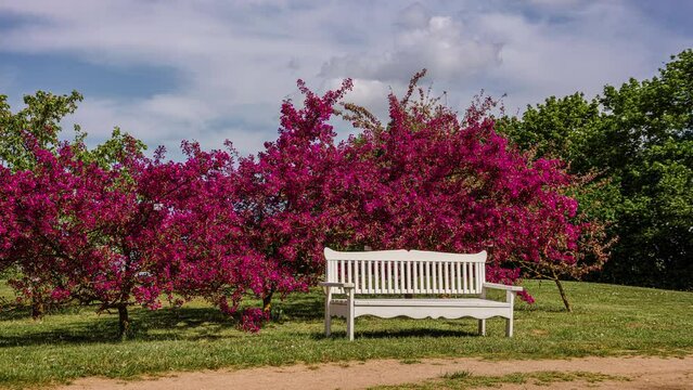 Monge Red Lilac Trees In Bloom Behind An Empty Bench In The Park In Spring. time-lapse