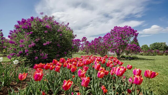 Lovely Tulips And Lilac Trees On The Field On A Sunny Springtime. time lapse