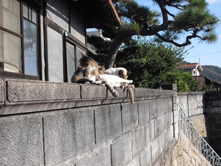 尾道の猫