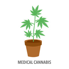 Medical cannabis plant in flat design on white background. Marijuana plant.