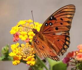 Fluttery Flittery Gulf Fritillary Butterfly