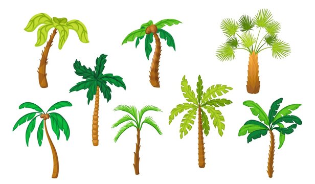 Cartoon palm tree. Flat coconut tropical palms. Isolated green jungle trees, hawaii beach plants or exotic forest. Summer island vacation neat vector symbols