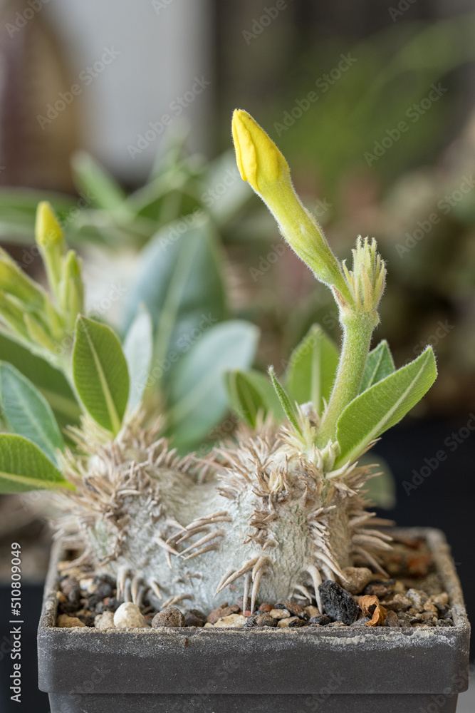 Poster yellow flowers on a cactus in detail.