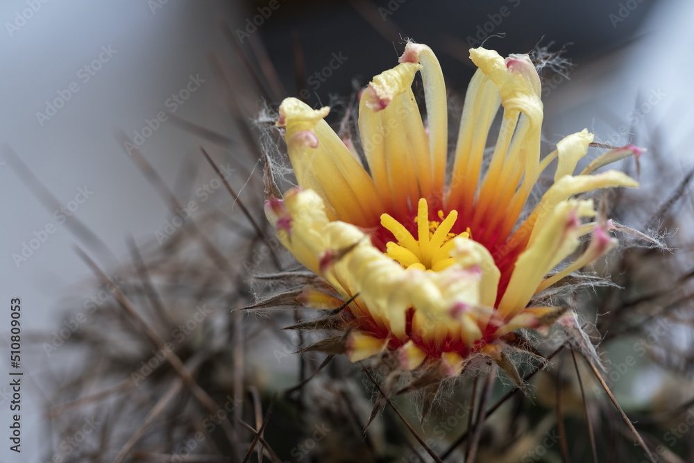 Poster yellow flowers on a cactus in detail.