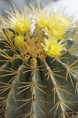 Yellow flowers on a cactus in detail.