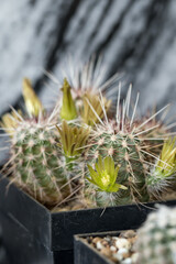 Yellow flowers on a cactus in detail.