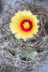 Yellow flowers on a cactus in detail.