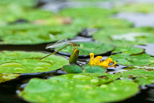 yellow floatingheart flowers with dragonfly in lake