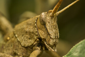 Many details of a brown grasshopper on green grass