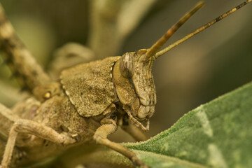 Many details of a brown grasshopper on green grass