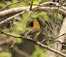 Bright Spot in Any Day Prothonatry Warbler