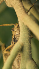 Many details of a brown grasshopper on green grass