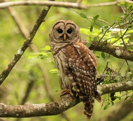 Beautiful Predator Barred Owl at Rest