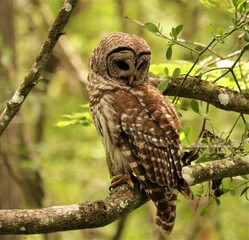 Beautiful Predator Barred Owl at Rest