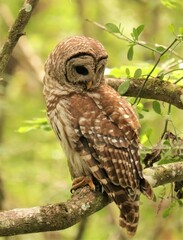 Beautiful Predator Barred Owl at Rest